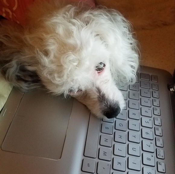 Meet your Posher, Jules - Picture 2 of 5